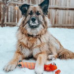 Un King Shepherd au pelage tricolore ,allongé sur un sol enneigé, fixant la caméra en posant sa patte avant sur une peluche et portant un collier auto