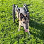 Un King Shepherd au pelage bicolore et aux oreilles dressées , debout dans un charriot roulant , la langue pendante hors de sa gueule 