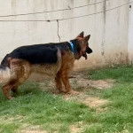 Un King Shepherd au pelage bicolore , debout sur un terrain herbeux , la langue pendante hors de sa gueule et portant une laisse autour du cou