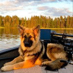 Un King Shepherd au pelage bicolore , allongé et regardant la caméra 