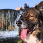 Un King Shepherd au pelage bicolore et aux oreilles dressées , la langue pendante hors de sa gueule 