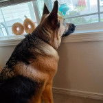 Un King Shepherd au pelage bicolore , assis sur une moquette et regardant à travers une fenêtre