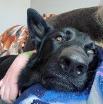 Un King Shepherd au pelage noir , allongé et semblant détendu 