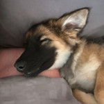 Un King Shepherd au pelage fauve et au masque noir , allongé et semblant dormir 