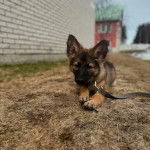 Un King Shepherd au pelage bicolore , allongé sur un terrain herbeux et tenu en laisse  