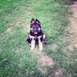 Un petit King Shepherd au pelage bicolore , assis sur une surface herbeuse en se léchant le museau et portant un collier autour du cou 