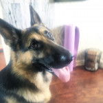 Un King Shepherd au pelage bicolore et aux oreilles dressées , tendant sa langue hors de sa gueule 