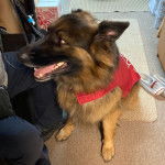 Un King Shepherd au pelage bicolore , assis sur une moquette , la gueule légèrement ouverte et vêtu d'un habit