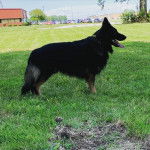 Profil d'un King Shepherd au pelage bicolore , debout sur une pelouse la langue pendante hors de sa gueule et portant un collier autour de son cou