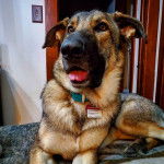 Un King Shepherd au pelage bicolore , allongé sur un meuble et portant un collier autour de son cou 