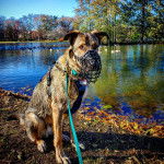 Un King Shepherd au pelage bicolore , assis au bord d'un étang , portant un harnais ,une musolière et tenu en laisse 