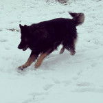 Un King Shepherd au pelage bicolore , courant dans la neige et semblant jouer 