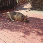Un King Shepherd au pelage bicolore , allongé sur un sol en béton et semblant détendu 