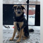 Un King Shepherd assis sur une surface enneigé , fixant la caméra 