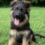 Un King Shepherd au pelage bicolore , assis sur un terrain herbeux la langue pendante hors de sa gueule et fixant la caméra 