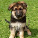 Un King Shepherd au pelage tricolore , assis sur une pelouse et fixant la caméra 