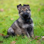 Un King Shpherd au pelage bicolore , assis sur un terrain herbeux et portant un collier autour du collier autour du cou 