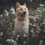 Un King Shepherd au pelage blanc , assis dans un champ de tournesols , la gueule légèrement ouverte et portant un collier autour du cou 