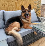 Un King Shepherd au pelage bicolore et aux oreilles dressées , allongé dans un canapé , la gueule légèrement ouverte et portant un collier autour cou 