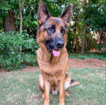Un King Shepherd au pelage bicolore , assis sur une pelouse en tendant légèrement la langue         