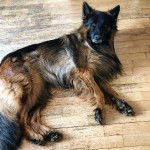 Un King Shepherd au pelage tricolore , allongé sur un plancher de bois et fixant la caméra