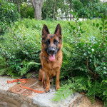 Un King Shepherd au pelage bicolore , assis sur un muret , la langue pendante et tenu en laisse 