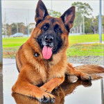 Un King Shepherd au pelage bicolore, la langue pendante et portant un collier autour du cou.