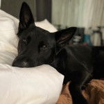 Un King Shepherd au pelage noir , allongé la tête posée sur un oreiller et fixant la caméra 