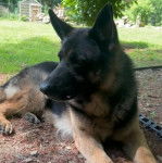 Un King Shepherd au pelage bicolore et aux oreilles dressées , allongé et semblant détendu 