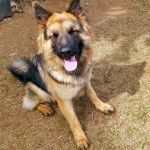 Un King Shepherd au pelage bicolore , assis sur un terrain herbeux , les yeux fermés et tendant la langue 