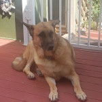 Un King Shepherd au pelage fauve , allongé sur un sol en béton et portant un collier autour du cou 