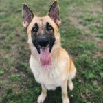 Un King Shepherd au pelage fauve et au masque noir , assis sur terrain herbeux la langue pendante et fixant la caméra 