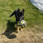 Un King Shepherd au pelage bicolore , debout en tenant un ballon dans sa gueule et fixant la caméra 