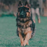 Un King Shepherd au pelage bicolore et aux oreilles dressées , courant sur une pelouse