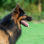 Profil de la tête d'un King Shepherd au pelage bicolore, la langue pendante hors de sa gueule 