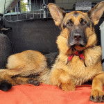 Un King Shepherd au pelage bicolore, allongé et portant un nœud autour du cou.