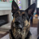 Un King Shepherd au pelage bicolore , regardant vers le plafond 