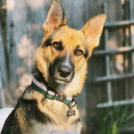 Un King Shepherd au pelage bicolore , regardant la caméra et portant un collier autour du cou 