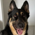 Un King Shepherd au pelage bicolore , tendant la langue hors de sa gueule 