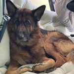 Un King Shepherd au pelage bicolore, les pattes avant repliées et le regard dirigé vers l’objectif 