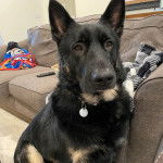 Un King Shepherd au pelage bicolore , assis sur un tapis et portant un collier autour du cou