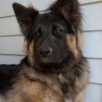 Un King Shepherd au pelage bicolore , allongé et portant un collier autour du cou