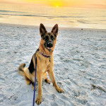  Un King Shepherd au pelage bicolore et aux oreilles dressées , assis sur le sable de la plage et tenu en laisse 