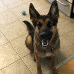 Un King Shepherd au pelage bicolore , assis sur un sol carrelé , la gueule légèrement ouverte et portant un collier autour du cou 