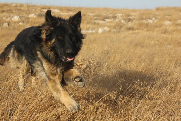 Un King Shepherd au pelage noir et feu, courant dans un champ