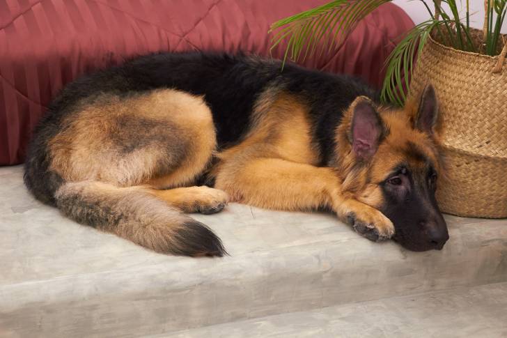 Un King Shepherd au pelage noir et feu, allongé sur des marches