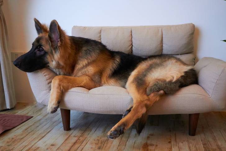 Un King Shepherd au pelage noir et feu, allongé sur un canapé et regardant par la fenêtre
