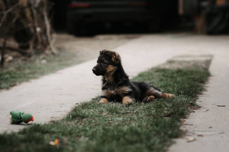 Un chiot King Shepherd au pelage noir et feu, allongé dans l’herbe
