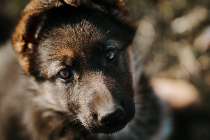 Un gros plan du visage d’un chiot King Shepherd au pelage noir et feu