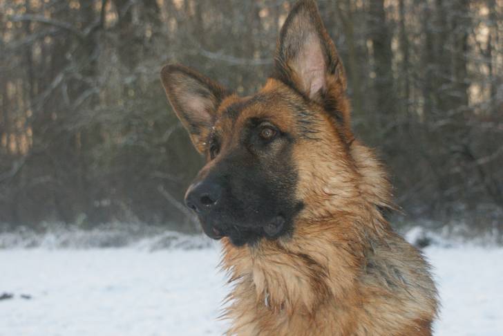 Un gros plan du visage d’un King Shepherd au pelage noir et feu, dans un paysage enneigé
